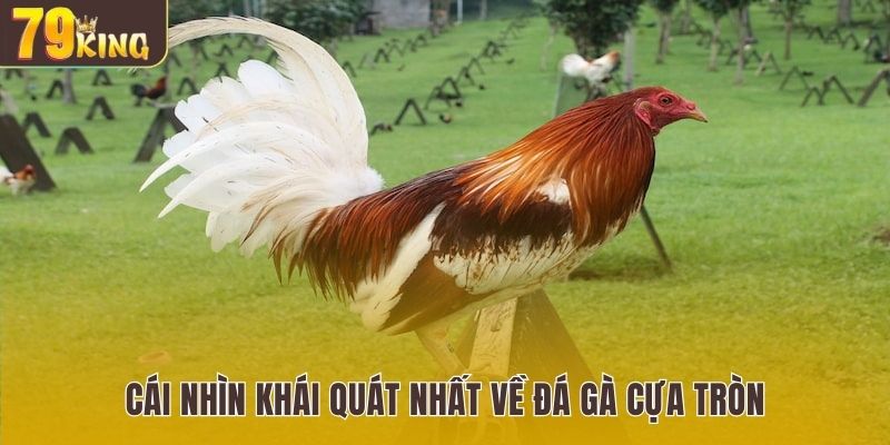 Cái nhìn khái quát nhất về đá gà cựa tròn 